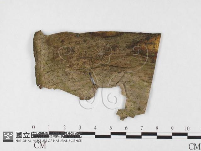 登錄號:F0026790藏品圖，第1張