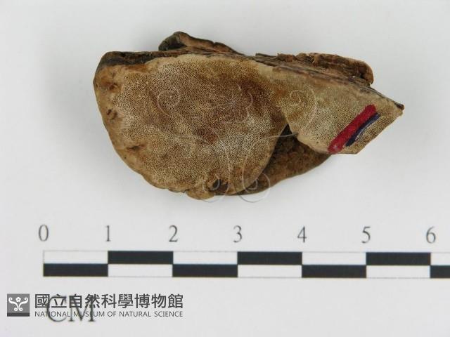 登錄號:F0006790藏品圖，第3張