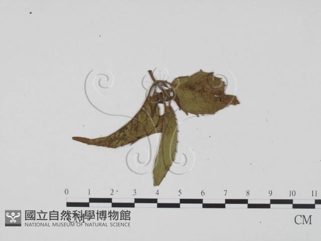 登錄號:F0011790藏品圖，第3張