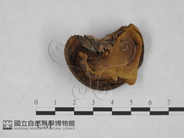 登錄號:F0024790藏品圖，第3張