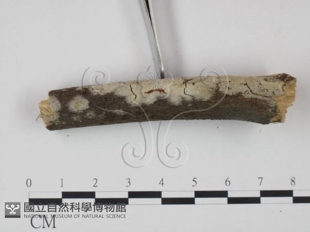 剛毛絲皮菌藏品圖，第3張