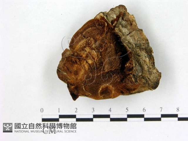 登錄號:F0005790藏品圖，第3張