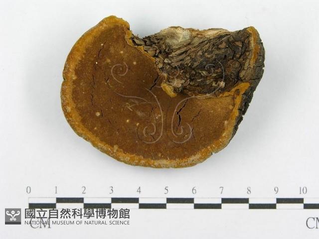 登錄號:F0015790藏品圖，第1張
