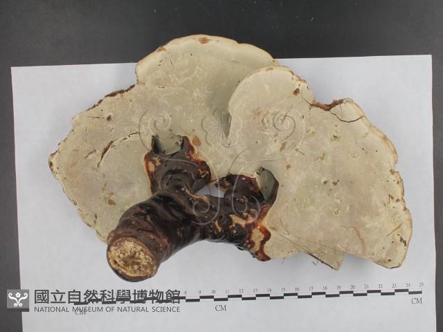 登錄號:F0009790藏品圖，第3張