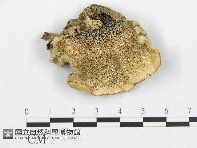 登錄號:F0019790藏品圖，第1張