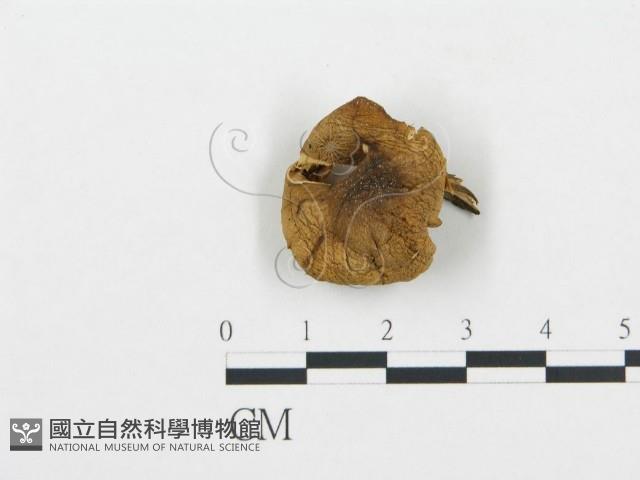 杯傘屬藏品圖，第3張