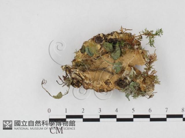 多年臥孔菌屬藏品圖，第3張