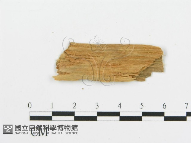 登錄號:F0016590藏品圖，第3張
