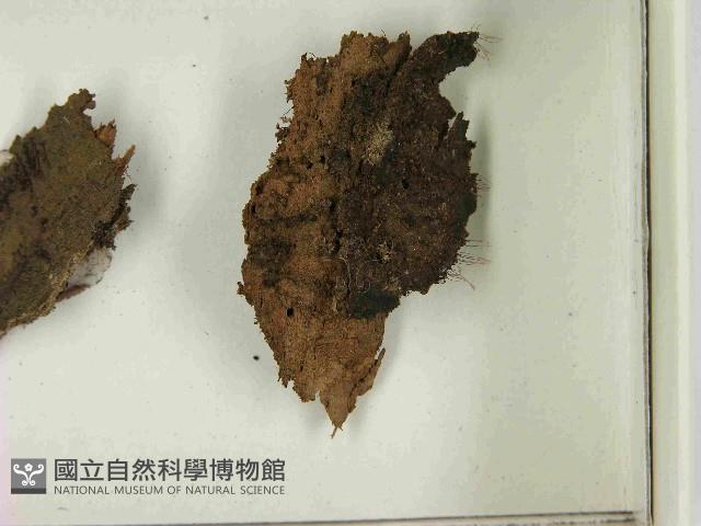 登錄號:F0021590藏品圖，第3張
