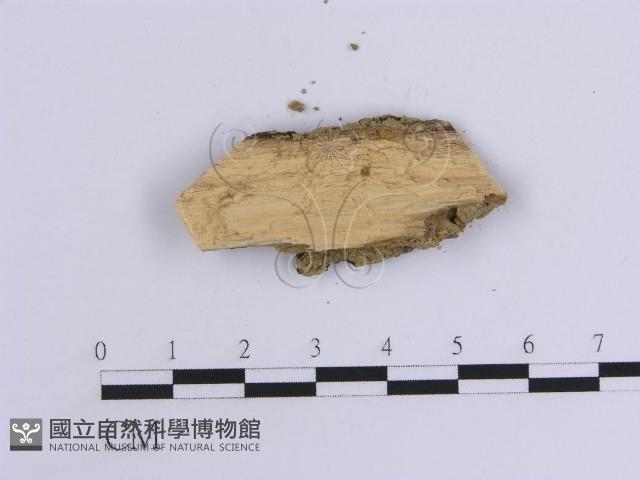 韌革菌屬藏品圖，第3張