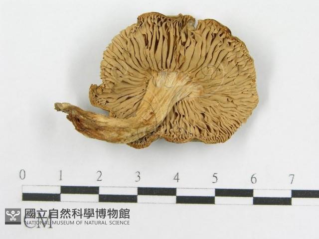 粉褶菌屬藏品圖，第3張