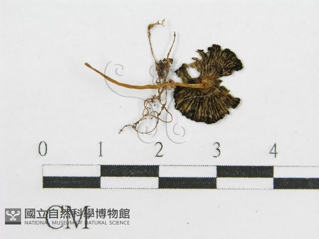 登錄號:F0012590藏品圖，第3張