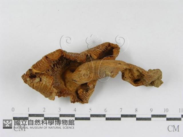 登錄號:F0007590藏品圖，第3張