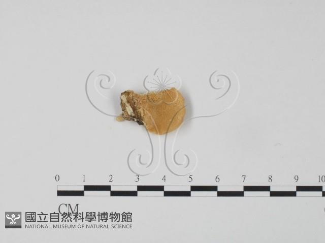 登錄號:F0017590藏品圖，第3張
