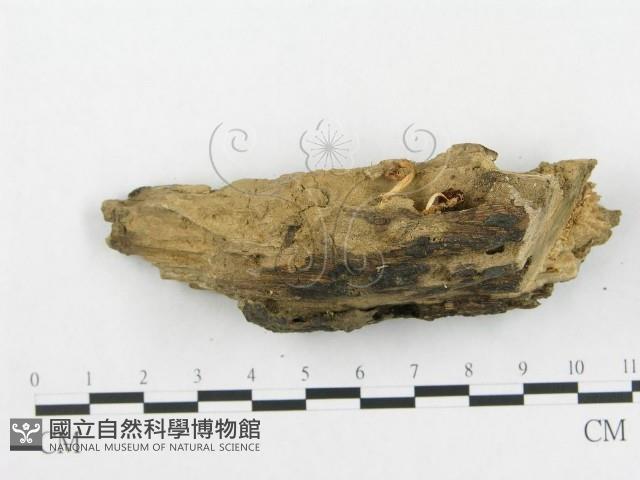 登錄號:F0005590藏品圖，第3張