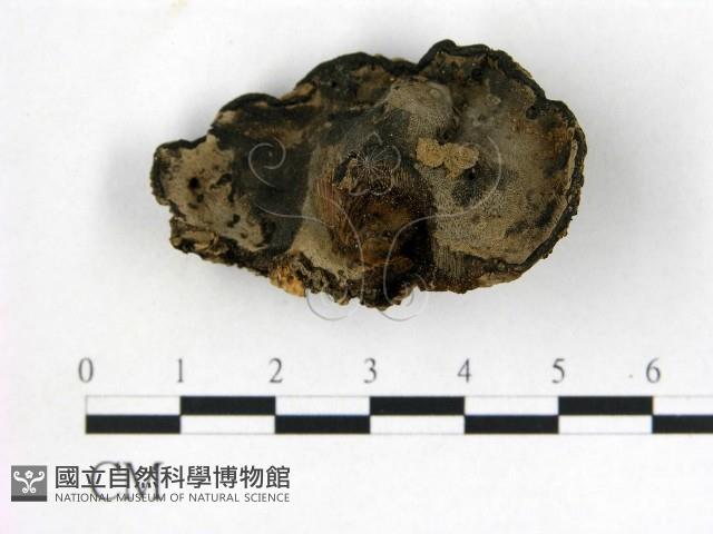 登錄號:F0015590藏品圖，第3張