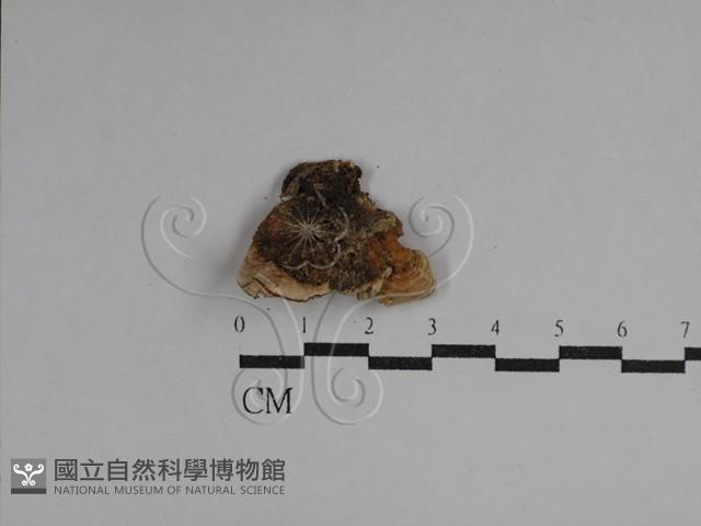 硬孔菌屬藏品圖，第3張