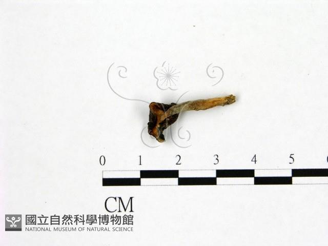 登錄號:F0019590藏品圖，第3張