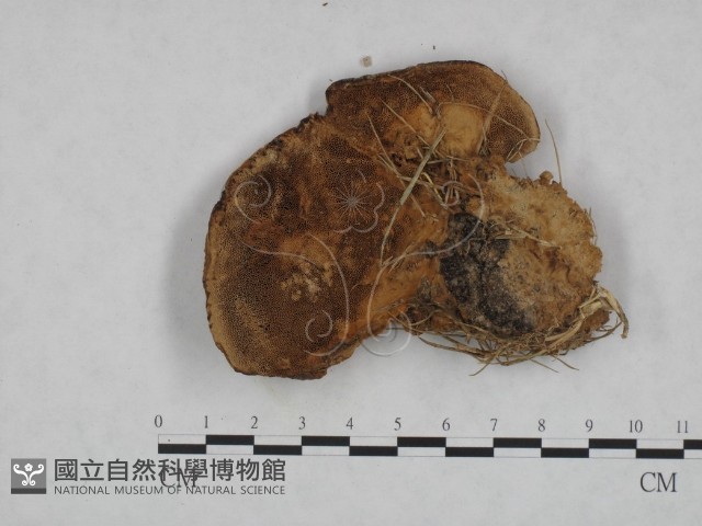 登錄號:F0023590藏品圖，第3張