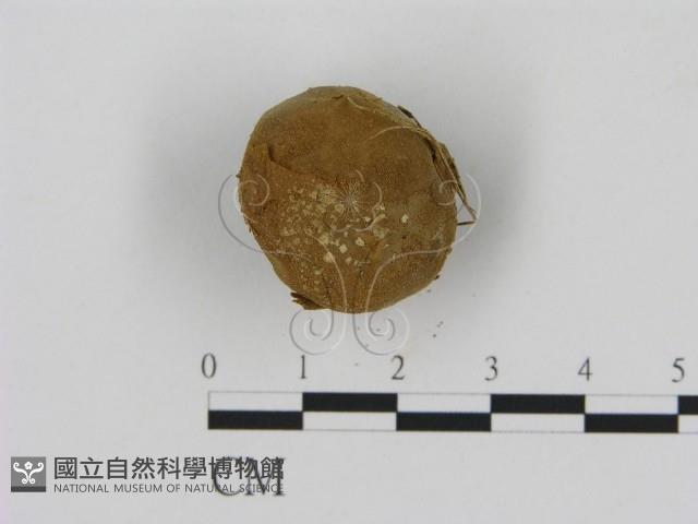 登錄號:F0003590藏品圖，第3張