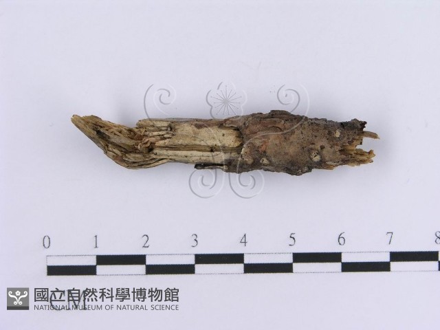 登錄號:F0013590藏品圖，第3張