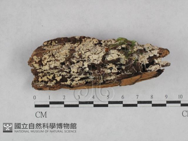 登錄號:F0028190藏品圖，第3張
