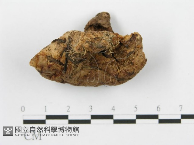 登錄號:F0008190藏品圖，第3張