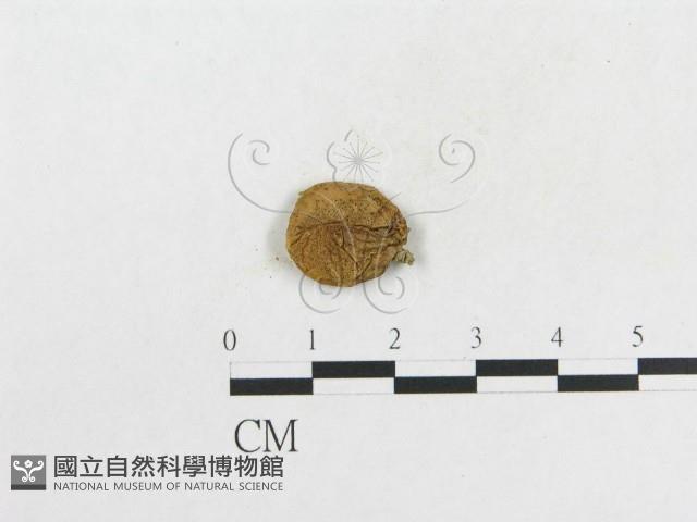 登錄號:F0000190藏品圖，第3張