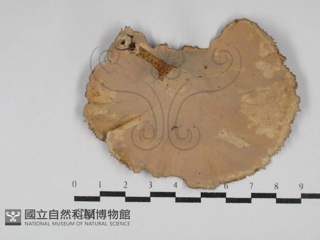 黄柄小孔菌藏品圖，第3張