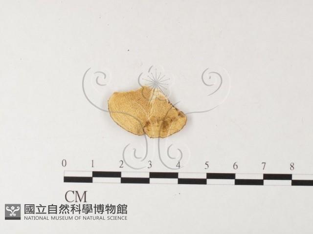 登錄號:F0026190藏品圖，第1張