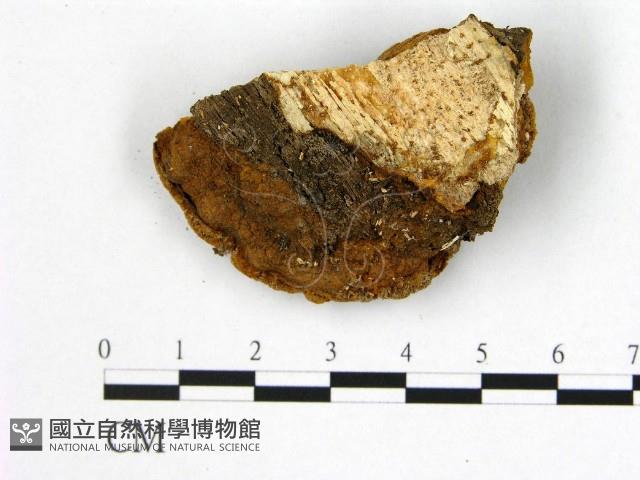 登錄號:F0006190藏品圖，第3張