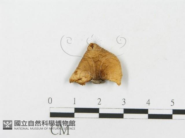 登錄號:F0016190藏品圖，第3張