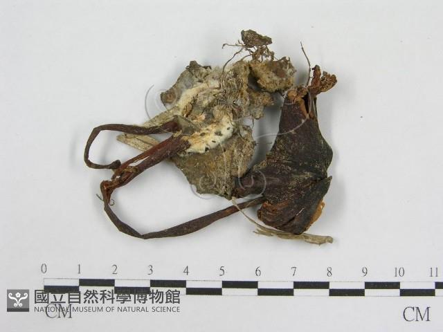 粉褶菌屬藏品圖，第3張