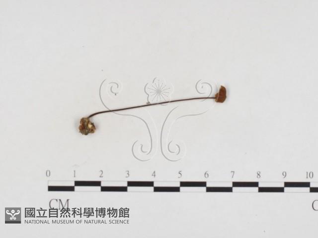 登錄號:F0024190藏品圖，第3張