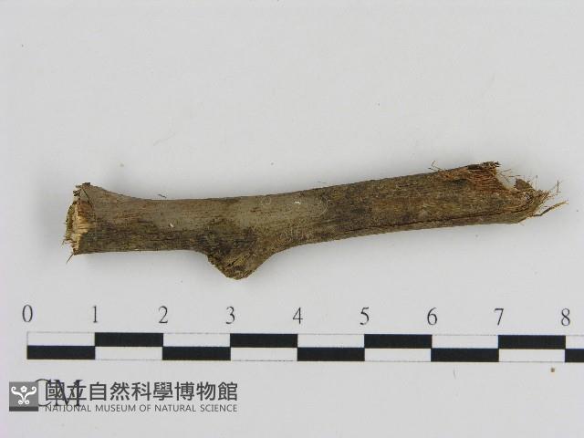 刺革菌屬藏品圖，第3張