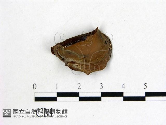 登錄號:F0014190藏品圖，第3張