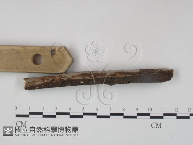 筍殼菌屬藏品圖，第3張
