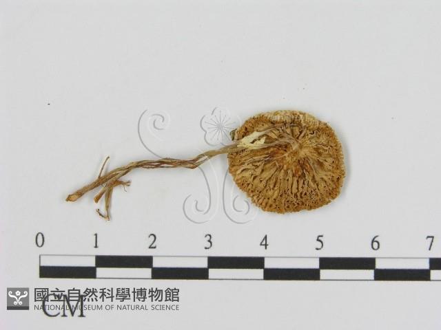 登錄號:F0005190藏品圖，第3張