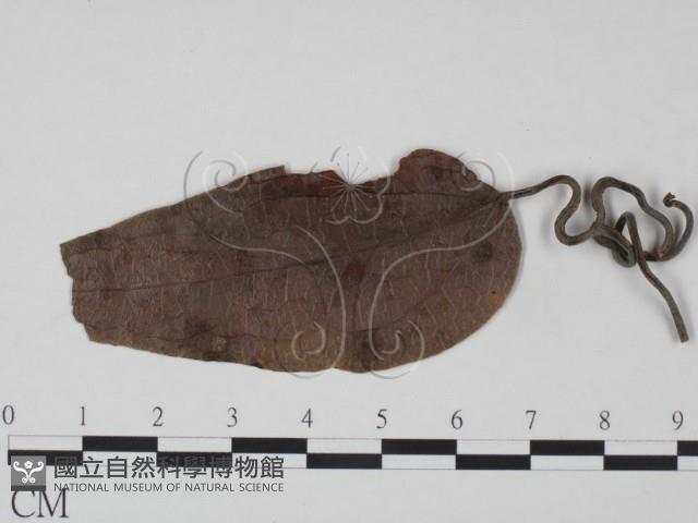 登錄號:F0019190藏品圖，第3張