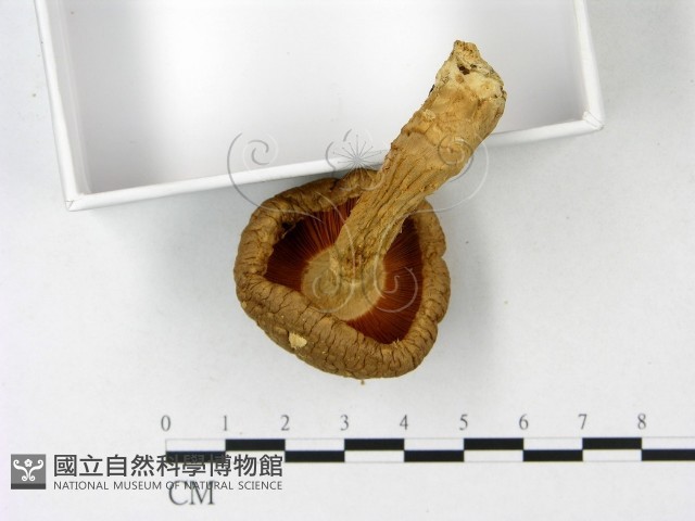 登錄號:F0023190藏品圖，第3張