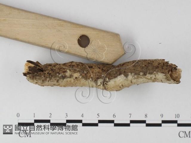 登錄號:F0020090藏品圖，第3張