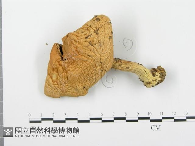 登錄號:F0016090藏品圖，第3張