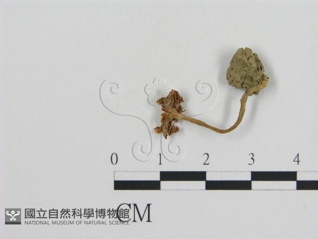 登錄號:F0011090藏品圖，第3張