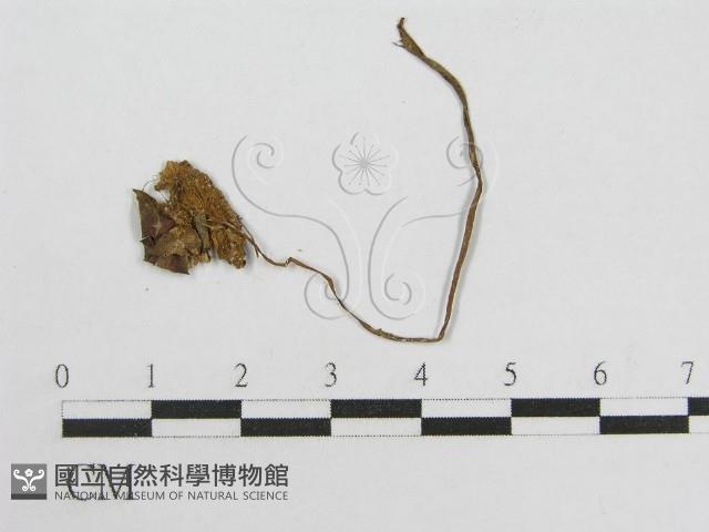 登錄號:F0002090藏品圖，第3張