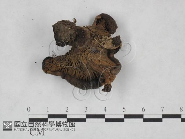 登錄號:F0025090藏品圖，第3張