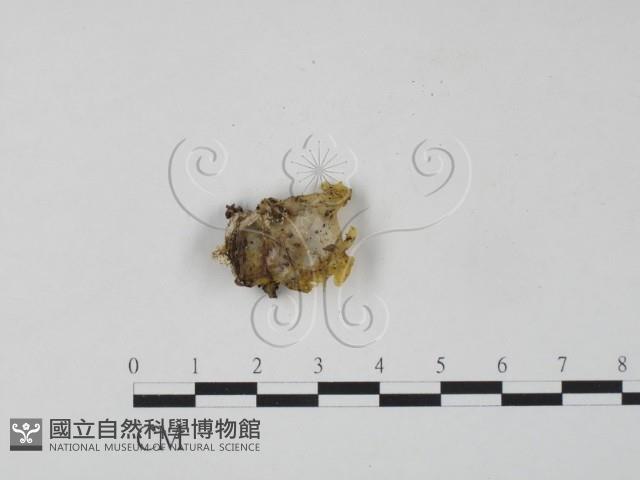 登錄號:F0005090藏品圖，第3張