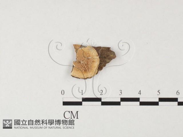 登錄號:F0015090藏品圖，第3張