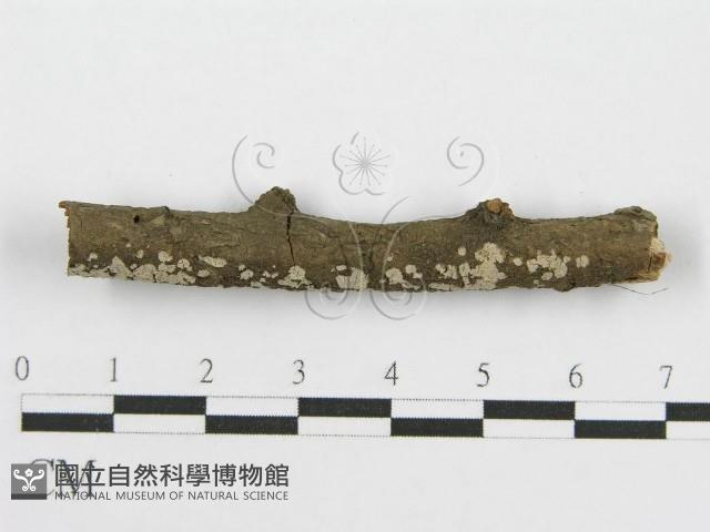 筍殼菌屬藏品圖，第3張