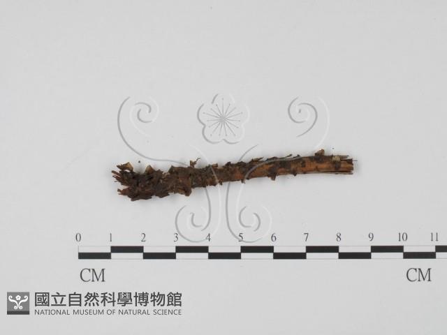 登錄號:F0003090藏品圖，第3張