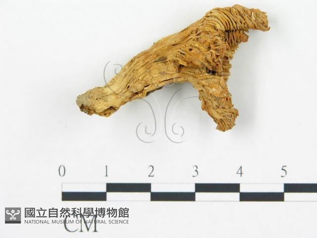 喇叭菌屬藏品圖，第3張